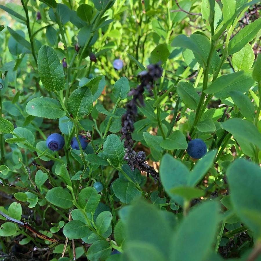 Trevlig Stuga Naera Hovfjaellet ทอร์สบี ภายนอก รูปภาพ