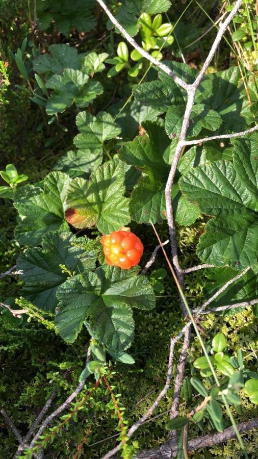 Trevlig Stuga Naera Hovfjaellet ทอร์สบี ภายนอก รูปภาพ